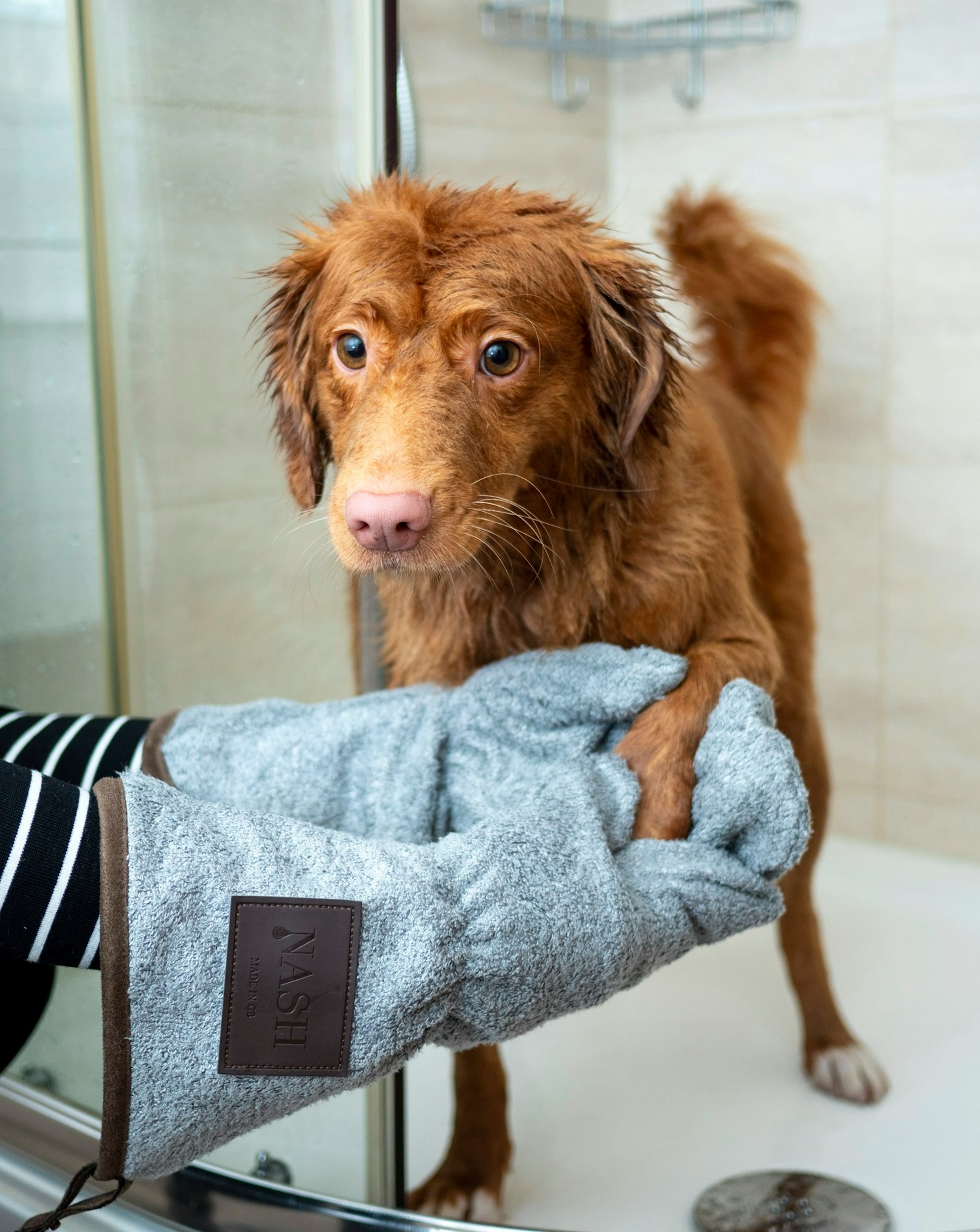 Demystifying Grooming for Nervous Pets